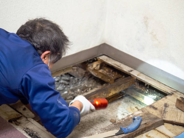 Best Mold Removal Company Near Me  in Fort Montgomery, NY