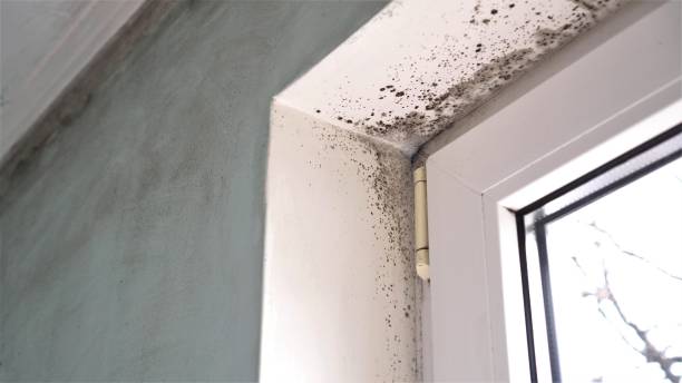 Best Mold Removal Process  in Fort Montgomery, NY