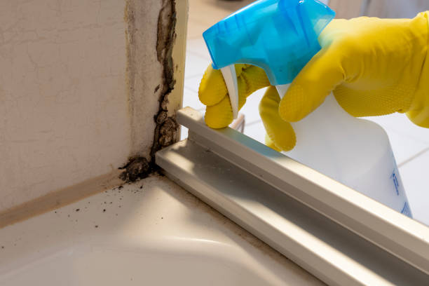 Attic Mold Removal in Fort Montgomery, NY