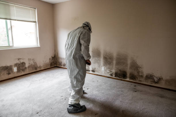 Best Mold Damage Repair  in Fort Montgomery, NY