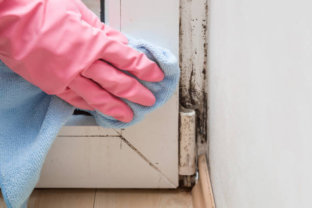 Best Black Mold Removal  in Fort Montgomery, NY