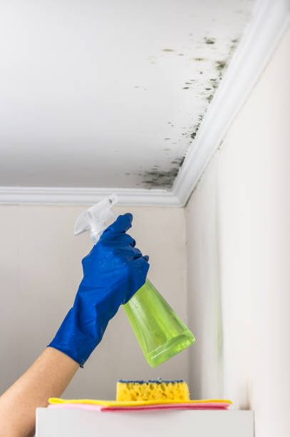 Best Same-Day Mold Removal  in Fort Montgomery, NY